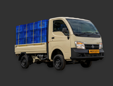 ACE GOLD PLUS XL